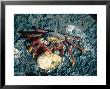 Sally Lightfoot Crab, Feeding On Penguin Egg, Galapagos Islands by Mary Plage Limited Edition Print