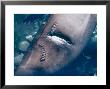Galapagos Sealion, Close Up Of Shark Bite Scar, Galapagos Islands by Mary Plage Limited Edition Pricing Art Print