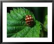 14-Spot Ladybird, Searching For Aphids, Cumbria, Uk by Keith Porter Limited Edition Pricing Art Print