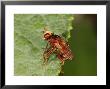 Conopid Fly, Adult Perching, Kent, Uk by Keith Porter Limited Edition Print
