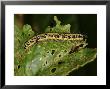 Caterpillar Of A Large White Butterfly, Feeding, Cambridgeshire, Uk by Keith Porter Limited Edition Print