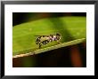 Hoverfly, Adult Basking On Leaf, Cambridgeshire, Uk by Keith Porter Limited Edition Print