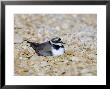 Little Ringed Plover, Male Incubating, Uk by Mike Powles Limited Edition Print