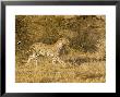 Leopard, Young Female Ears Back Stalking, Kenya by Mike Powles Limited Edition Pricing Art Print