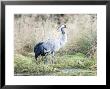 Common Crane, Adult At Waters Edge In Marsh, Uk by Mike Powles Limited Edition Pricing Art Print