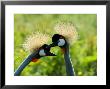 Grey Crowned Cranes, Adult Pair Courting, Norfolk, Uk by Mike Powles Limited Edition Print