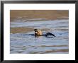 Otter Eating A Butterfish Whilst Swimming, Scotland by Keith Ringland Limited Edition Print