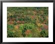 Foliage Change Through Fall Season, Sequence 3 by Chris Sharp Limited Edition Pricing Art Print