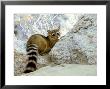 Ringtail Cat, Usa by Shattil And Rozinski Limited Edition Pricing Art Print