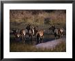 Elk In Pond, Cervus Canadensis, Co by Robert Franz Limited Edition Print