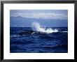 Sei Whale, Surfing, Azores, Portugal by Gerard Soury Limited Edition Print