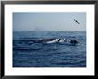 Fin Whale, With Dolphins And Shearwater, Azores by Gerard Soury Limited Edition Print