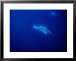 Rissos Dolphins Underwater, Azores, Portugal by Gerard Soury Limited Edition Print