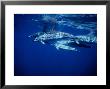 Long-Snouted Spinner Dolphin, Group, Brazil by Gerard Soury Limited Edition Print