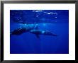 Sperm Whale, Calf Feeding, Portugal by Gerard Soury Limited Edition Print