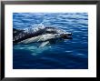 Short-Nosed Common Dolphin At Surface, Port by Gerard Soury Limited Edition Print