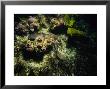 Blind Shark On Sea Floor, Australia by Gerard Soury Limited Edition Print