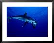 Silvertip Shark, Feeding, Polynesia by Gerard Soury Limited Edition Print