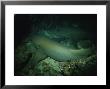 Tawny Shark, Pair In Cave, Indonesia by Gerard Soury Limited Edition Print