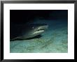 Whitetip Reef Sharks, On Sea Floor, Costa Rica by Gerard Soury Limited Edition Print