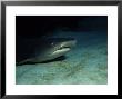 Whitetip Reef Sharks, On Sea Floor, Costa Rica by Gerard Soury Limited Edition Pricing Art Print