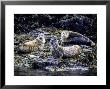 Harbour Seals, On Rock, Bc, Canada by Gerard Soury Limited Edition Print