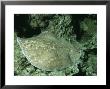 Scalloped Torpedo Ray, Lying On Coral Reef, Red Sea by Gerard Soury Limited Edition Print