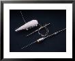 Two Different Satellite Devices For Tracking Bowhead Whales by Gerard Soury Limited Edition Print