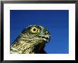 Sparrowhawk, England, Uk by Les Stocker Limited Edition Print