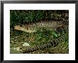 African Plated Lizard, Uk by Les Stocker Limited Edition Print