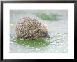 Hedgehog, Uk by Les Stocker Limited Edition Print