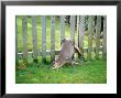 Muntjac, Trapped In Fence, Uk by Les Stocker Limited Edition Pricing Art Print