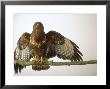 Buzzard, Buteo Buteo by Les Stocker Limited Edition Print