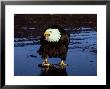 Bald Eagle, With Fish, Usa by David Tipling Limited Edition Pricing Art Print