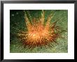 Fire Urchin, Lembeh Straits, Indonesia by Mark Webster Limited Edition Pricing Art Print