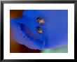 Amphipods, Komodo, Indonesia by Mark Webster Limited Edition Pricing Art Print