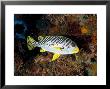 Sweetlips, Komodo, Indonesia by Mark Webster Limited Edition Pricing Art Print