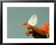 Eastern Tailed Blue Butterfly, New Orleans, Usa by G. W. Willis Limited Edition Print