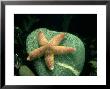 Common Starfish, Wales, Uk by Barrie Watts Limited Edition Print