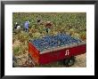 Harvesting Grapes In A Vineyard In The Rhone Valley, Rhone Alpes, France by Michael Busselle Limited Edition Print