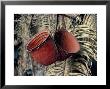 Baskets, Yanomami Indians, Brazil, South America by Robin Hanbury-Tenison Limited Edition Print