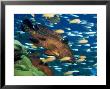 Coral Grouper Hangs Motionless As It Awaits Small Fish Prey, Simian Islands, Southeast Asia by Lousie Murray Limited Edition Print