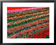 Tulip Fields, Southland, New Zealand by David Wall Limited Edition Print