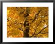 Autumn Leaves, Vermont, New England, Usa by Demetrio Carrasco Limited Edition Print
