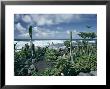 Garden By The Atlantic Ocean, El Golfo, Lanzarote, Canary Islands, Spain, Europe by Jean Brooks Limited Edition Print