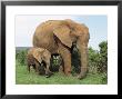 Mother And Calf, African Elephant (Loxodonta Africana) Addo National Park, South Africa, Africa by Ann & Steve Toon Limited Edition Print