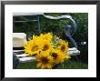 Sunflowers On A Garden Chair by Roland Krieg Limited Edition Pricing Art Print