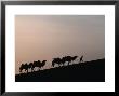 Camel Caravan Silhouetted At Dawn On The Silk Road, Dunhuang, China by Keren Su Limited Edition Print