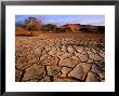 Cracked Mud, Dunes And Camel Thorn Trees Near Sossusvlei by Karl Lehmann Limited Edition Print