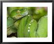 Green Tree Python, Merauke by Johnny Haglund Limited Edition Pricing Art Print